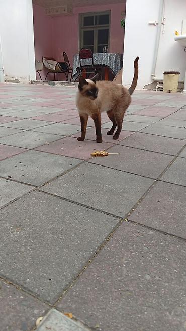 cat tanışlıq: Siam, Dişi, Yaxşı əllərə, Ünvandan götürmə — 3