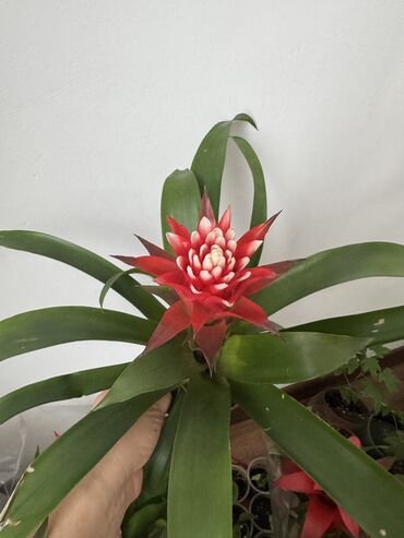 Другие комнатные растения: Гузмания абутилон оранжевый,каланхое розовый махровый,амазонская — 1