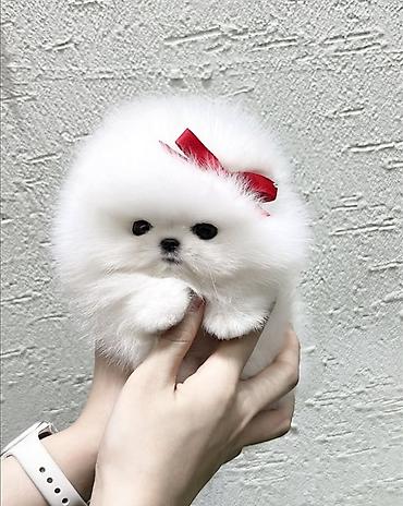 İtlər: Şpitz — 11