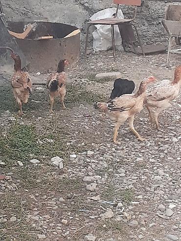 Heyvanlar: Heyratı fərələr 5 dənə qırmızı fərədi biri kürk yatır bu ilki fərələrd — 8