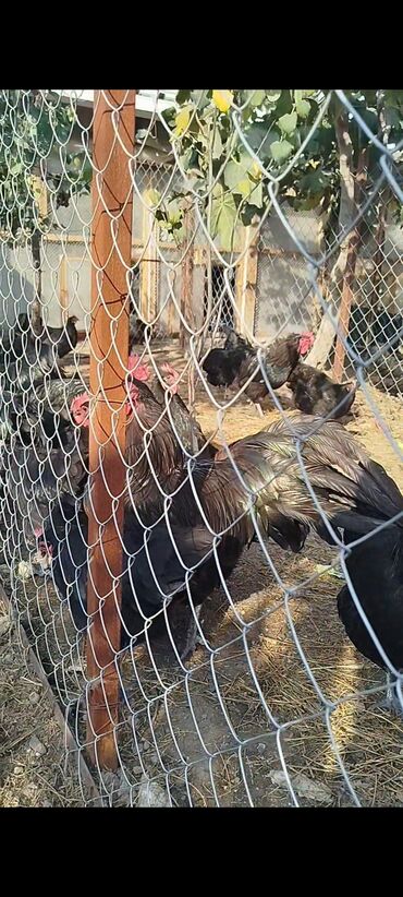 Digər quşlar: Alman cinsi australorp cücə və yumurta sifarişi qəbul olunur. bütün — 11