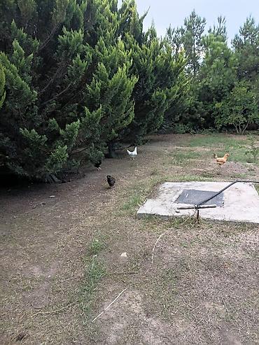 toyuq haqqinda melumat: Toyuq, Damazlıq — 6