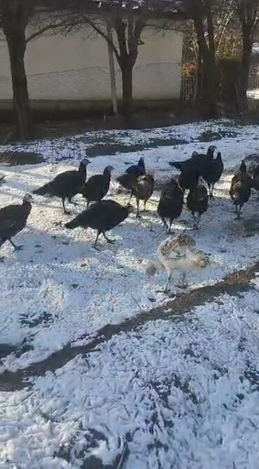 Индюки: Продаю | Индюшка (самка) | Северокавказская | Для разведения | Племенные at lalafo.kg — 7 Индюки: Продаю | Индюшка (самка) | Северокавказская | Для разведения | Племенные — 7