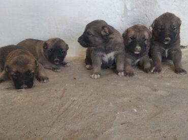 kanqal iti: Kanqal, 1 ay, Erkek
