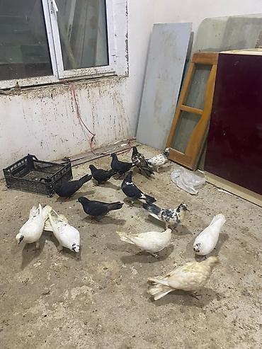 quş satisi: Tergidme heyvalar 12 eded tecli satlr icinde balada var ucan qusda var — 3