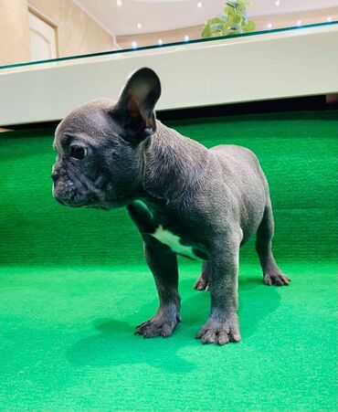 Psi: Zensko stene francuskog buldoga egzotične plave boje bez tigrine — 9