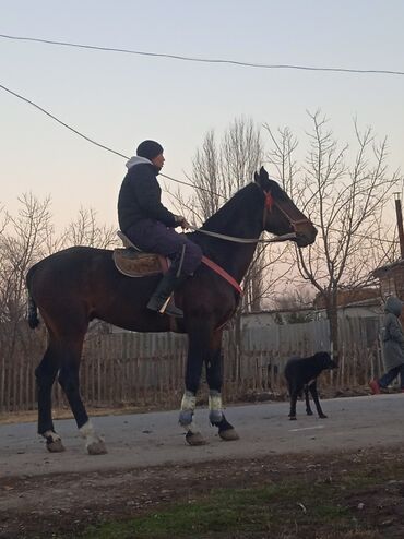 Лошади, кони: Продаю | Конь (самец) | Конный спорт — 8