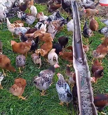 qarğa balası satılır: 4 aylıq yerli cücə diri çəkisi1200 qr təmizlənmiş 900 qr — 3
