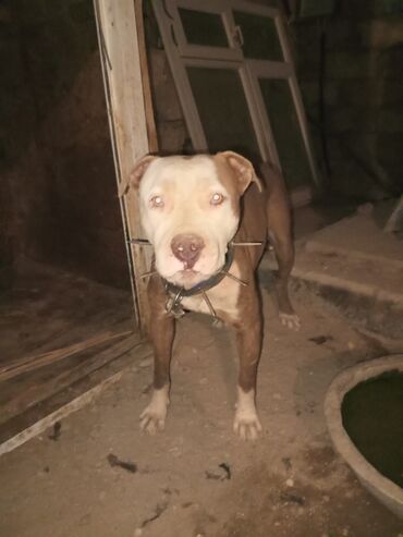 ağ pişik balası: Pitbul, 1 il, Erkek, Peyvəndli