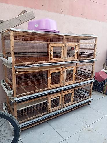 sud sagan pompa: 1100 yumurta, Azərbaycan, Tam avtomat — 4