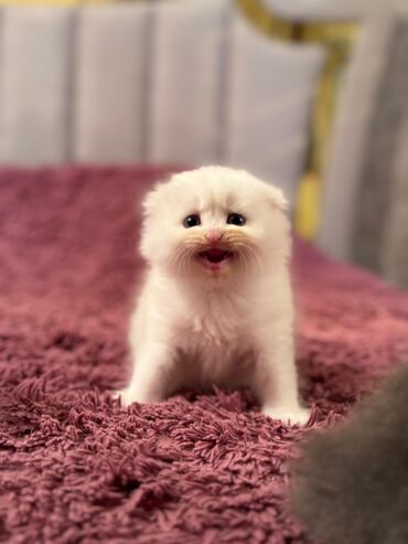 Pişiklər: Şotland yastı qulaq, Erkək, Dişi, Yaxşı əllərə, Ünvandan götürmə, Pulsuz çatdırılma, Ödənişli çatdırılma — 14