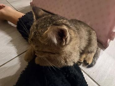 котенок даром: 1 месяц, Мальчик, Приучена к лотку — 4