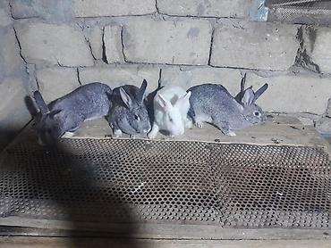 afcarka itlerin satisi: 4dosadi anadi bir ekey di 3disi barter var baxir teklife — 1