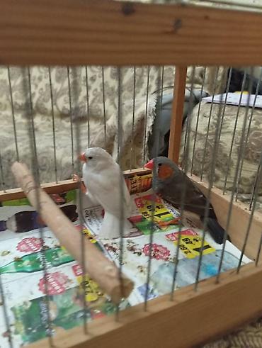 Amadinlər: Salam 8 ayliq tam hazir cut amadinler satilir. Erkek qara disi agdi -da lalafo.az — 17 Amadinlər: Salam 8 ayliq tam hazir cut amadinler satilir. Erkek qara disi agdi — 17