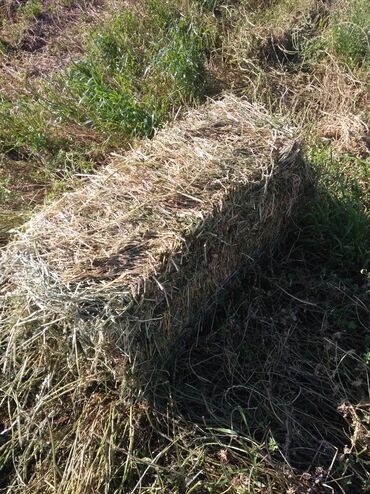 цена пшеницы в бишкеке 2022: Продаже клевер тюках с поля,размер 80-90 см.плотные