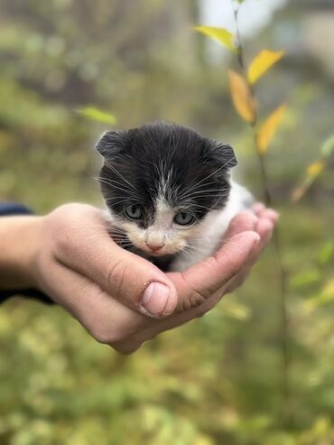новорожденный котенок: Отдам 2 котят. Черно-белый котёнок мальчик с короткими ушками и
