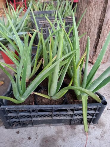 Çöl bitkiləri: Bu təsvirdəMüalicəvi aloe və Aloe vera bitkiləri təsvir edilmişdir -da lalafo.az — 6 Çöl bitkiləri: Bu təsvirdəMüalicəvi aloe və Aloe vera bitkiləri təsvir edilmişdir — 6