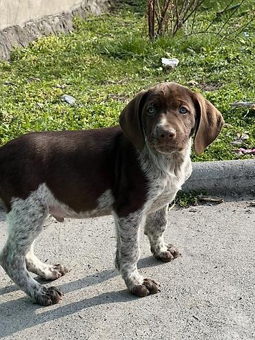 Продажа собак: Продаются щенки курцхаара. Дата рождения: 12 января 2026 г. Порода — 3