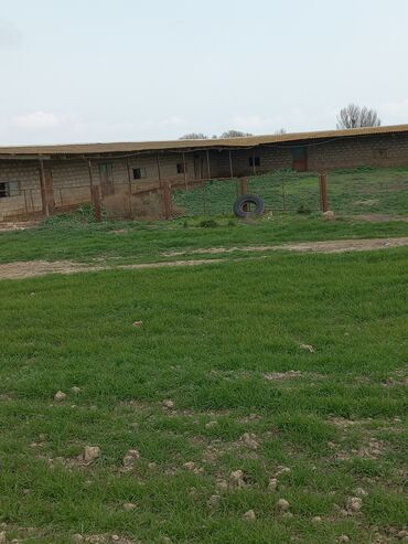 Torpaq sahələrinin satışı: Kənd təsərrüfatı — 10