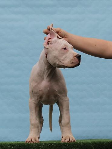 Psi: Leglo dogo argentino štenaca Sa ponosom predstavljamo vrhunsko leglo — 4