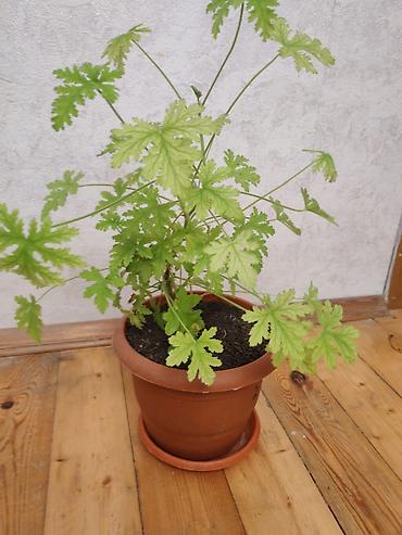 ətirşah bitkisi: Salam ətirşah gülü satılır - Növ: Ətirli yarpaqlı pelargonium — 4