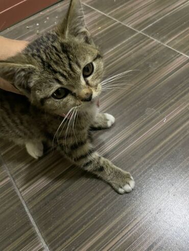 рабочая собака: Отдам котёнка в добрые руки 🐱 Милый полосатый котёнок, возраст