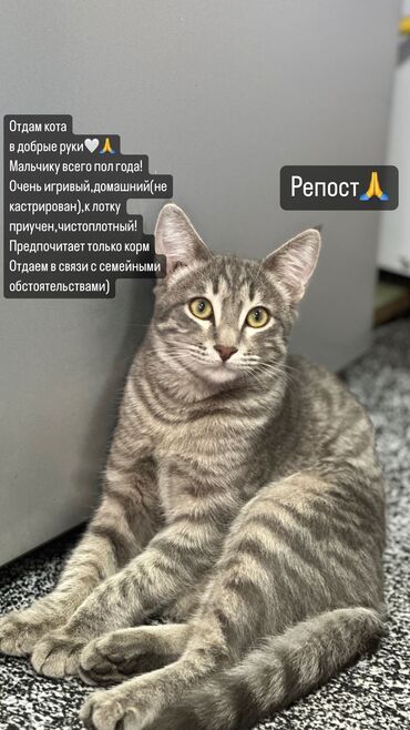 корм для кошек и котят: Отдам кота в добрые руки !Котик мешаный с британцем!Мальчику пол