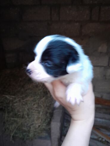 İtlər: Zvonok, 1 ay, Dişi, Ünvandan götürmə — 11