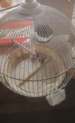 аксессуары для больших собак: Hamsı bir yerde 50 m. Məhsul: Quş qəfəsi və zebra ispinozu quşları -