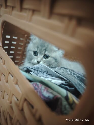 Pişiklər: Erkək, Dişi — 4