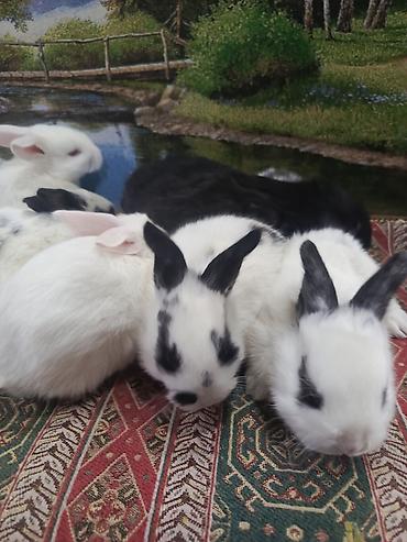 Dovşanlar: 1-ci şəkildəki yarı karlik Dovşanlar 15-azn. 3-cü şəkildəki Ag -AgQara — 24