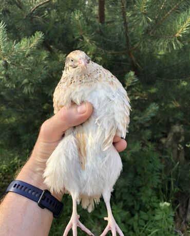 домашние куры купить: Продам перепел