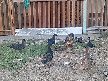 куры живые: Продаю | Куры — 4