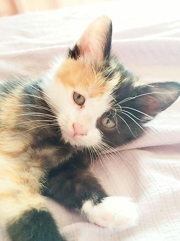 Отдам даром кошку: 3 месяца, Девочка — 1