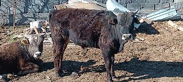 Коровы, быки: Продаю | Бык (самец) | Полукровка | На откорм — 11