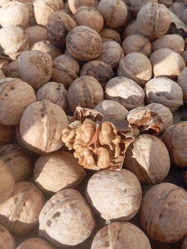 фарель живой: Грецкий орех в скорлупе - Натуральные грецкие орехи нового урожая в