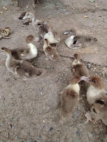 derzi quşu: Lal ördek balası sort ördek.2 aylıqdı et yıgan ördek Muscovy/hind — 1
