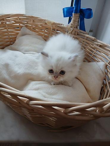 Pişiklər: Britan, Ünvandan götürmə — 12