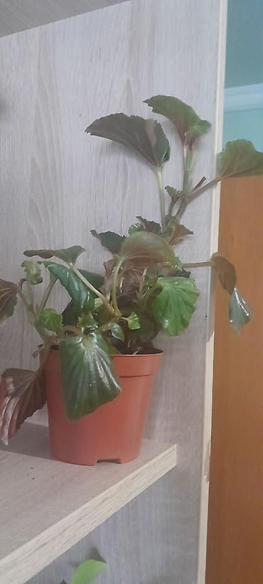 Бегонии: Продаю домашние растения — 17