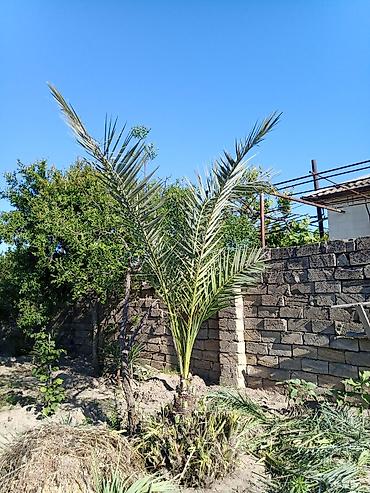 agac satisi baki: Xurma (ıran xurması) – dekorativ bəzək bitkisi satılır. ünvan Maştağa — 2