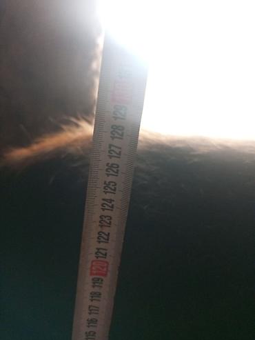 Коровы, быки: Продаю | Корова (самка) | На откорм | Привязанные — 10