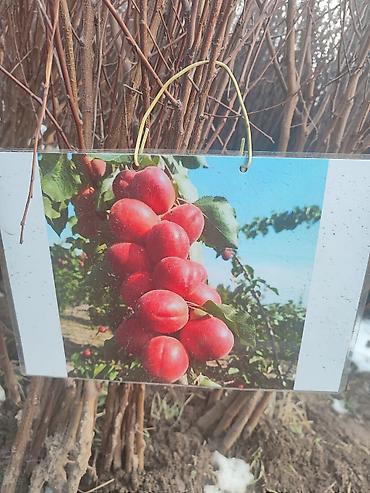 Яблоня: Саженцы плодовых деревьев (разные сорта) - Черешня «Мелитополь — 4