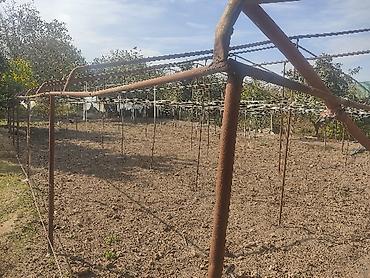 bitkiler: Metal trellis/konstruksiya (hazır parnik) - Məhsul: Bostan məhsulu — 1