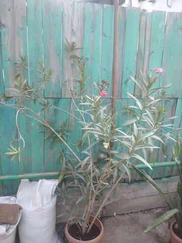 комнатные лимоны: Саженцы цветка