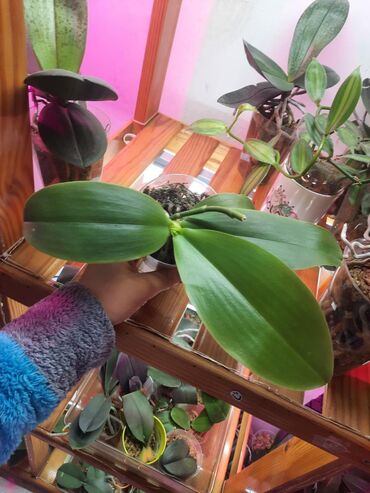 сколько стоит орхидея в бишкеке: Орхидея Лиодоро 900с