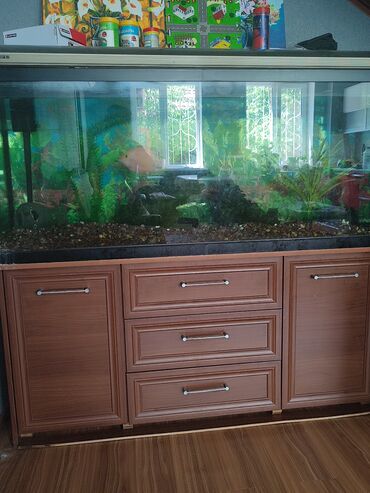 аквариумные рыбки бишкек: Продаю аквариум 420л заводской со всеми делами и рыбками в комплекте с