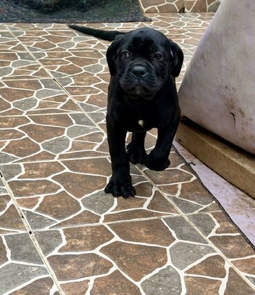 İtlər: Kane-Korso — 25