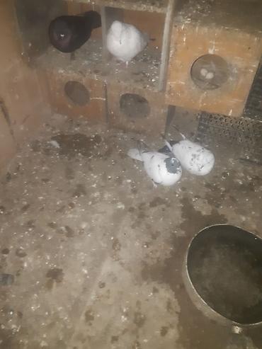 Quşlar: Gördüyünüz qarabaş maya satilir 3 saat ucur alan adam olsa endirim — 1