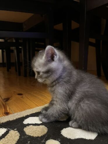 Pişiklər: Temiz qan shinshila balalari satilir. 15 .11.25 ilde dogulublar. yemek — 15