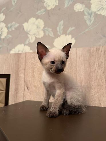 siam: Siam — 4